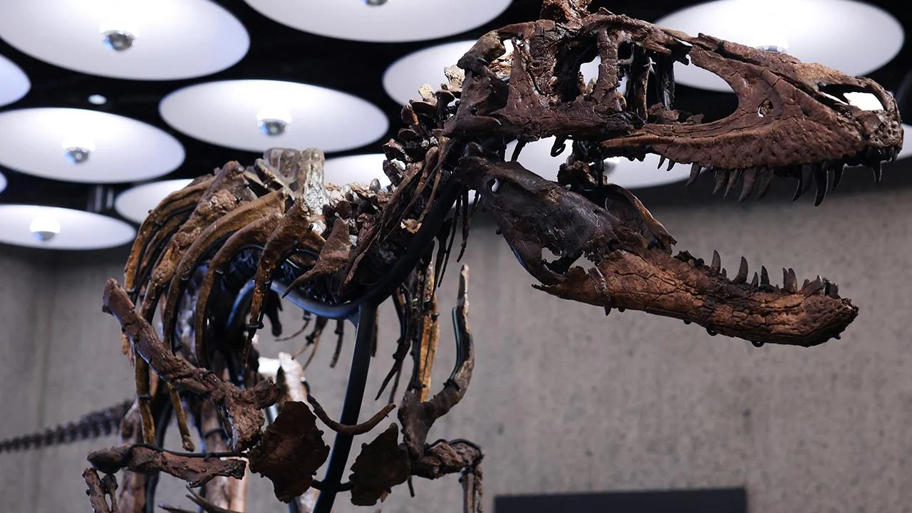 New York'taki müzayedede Nanotyrannus iskeleti 47,3 milyon dolara satıldı