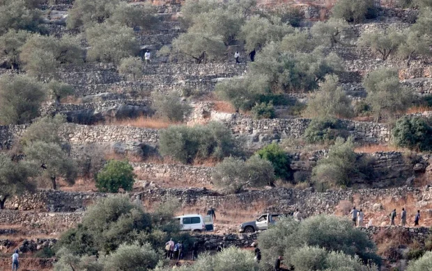 İşgalci İsrailliler, Batı Şeria'da Filistinlilerin hasat ettiği zeytinleri çaldı