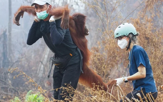 Endonezya'da yangın alarmı: Orangutanları kurtarmak için zamanla yarış