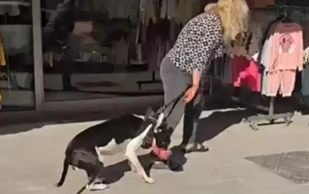 Sokakta kedi parçalayan köpeğin sahibine 95 bin TL ceza kesildi