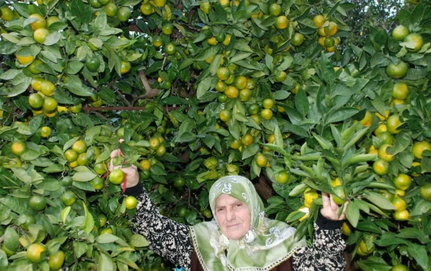 Rizede mandalina çeşidi 9a çıktı, Antalyaya gönderildi